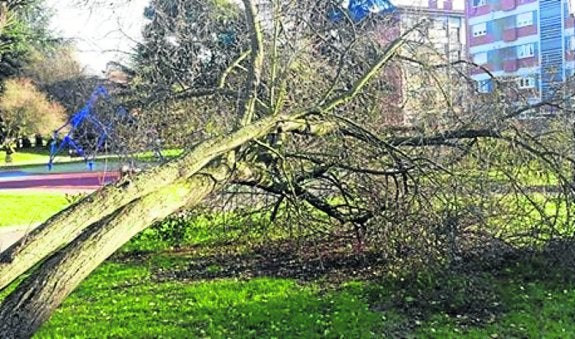 El árbol caído una zona infantil de Riaño. :: E. C.