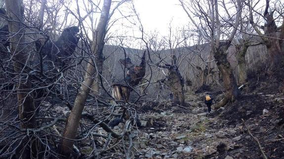 El bosque de Castaños del río Xenestaza, arrasado por las llamas.