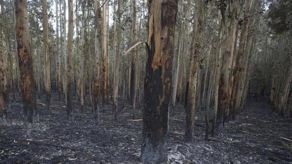 Un detenido en Villaviciosa por imprudencia forestal