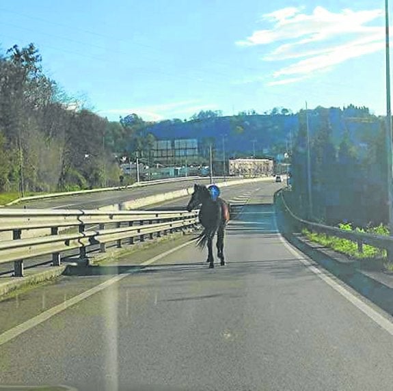 Un caballo en el corredor del Nalón