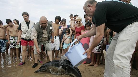 Luis Laria, atiende a un delfín varado en la playa de San Lorenzo en el año 2011. 