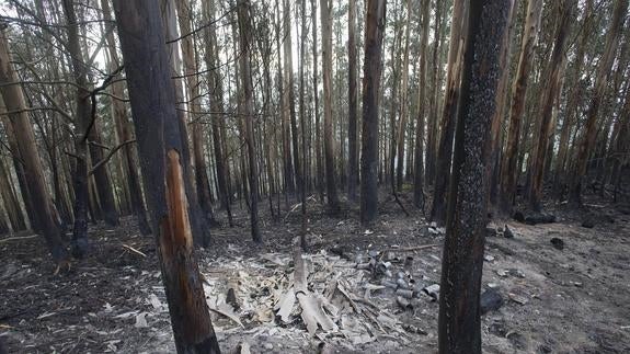 Un bosque calcinado por el fuego en Lodeiros, en el concejo de El Franco.