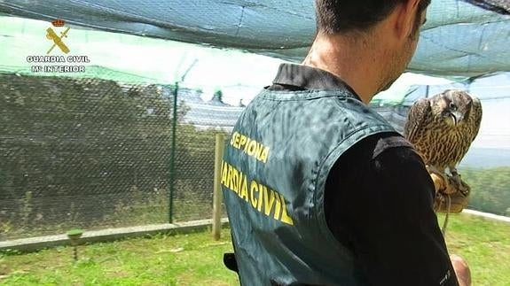 El Seprona ha truncado el tráfico ilegal de halcones en una operación que se ha saldado con 49 investigados.