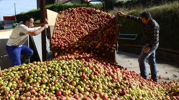 Recogida de la manzana en la pomarada San Justo del llagar de Sidra El Gobernador
