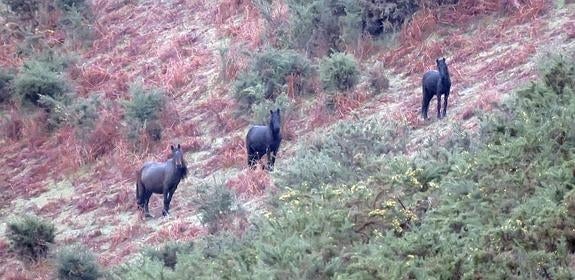 Tres caballos salvajes de la treintena que viven en la sierra del Sueve y que carecen del correspondiente chip identificativo. 