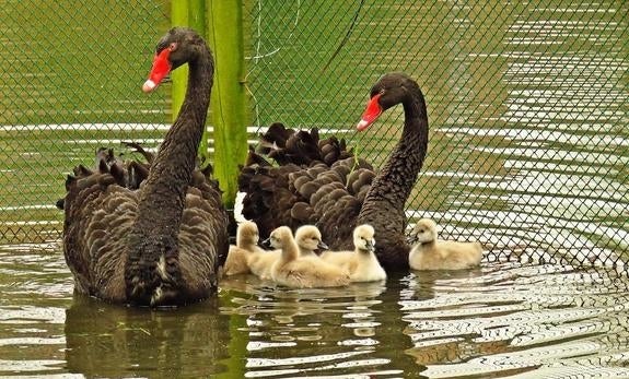 La pareja de cisnes negros del parque, con sus cinco crías recién nacidas. 