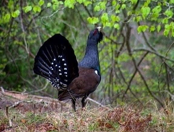 Ejemplar de urogallo en los montes del Principado. 