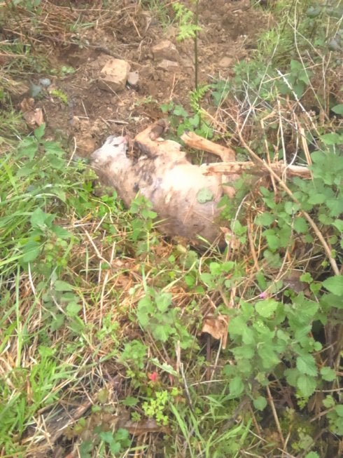 Aparece muerto un lobo en Salas
