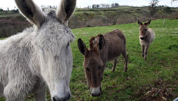 Un concierto para burros