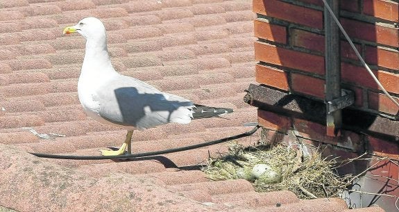 Retirados 34 nidos y 49 pollos de gaviota en dos semanas