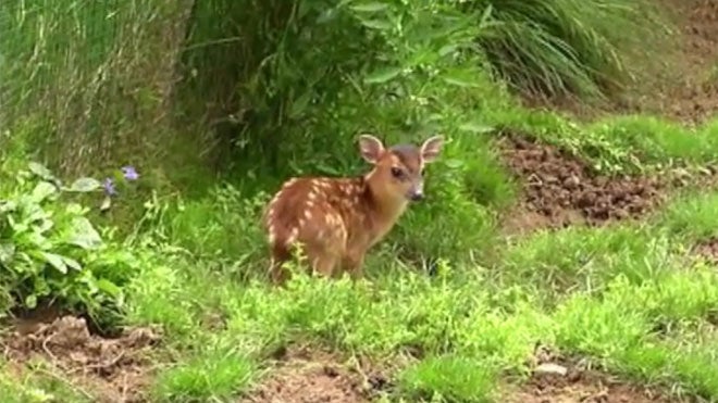 Nace un ciervo de muntjac en el zoo de Oviedo