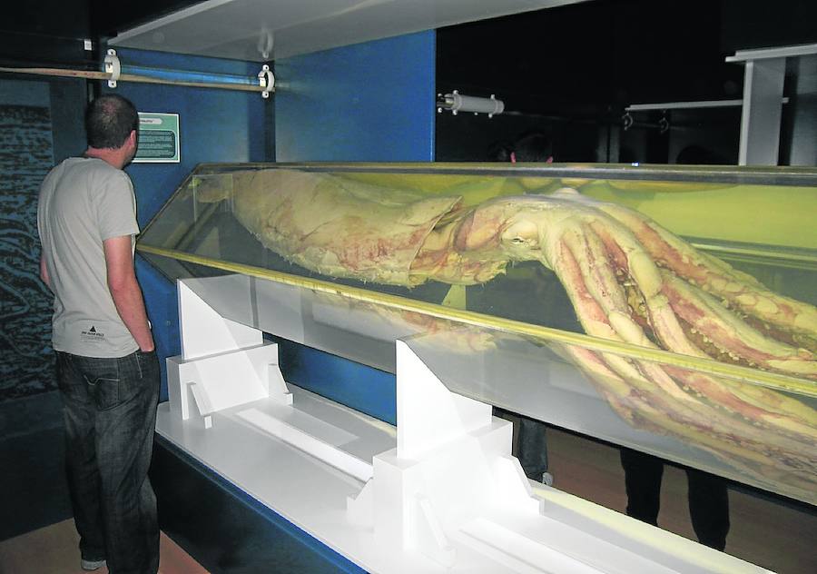 Simón Guardado: «El Museo del Calamar seguirá en Luarca»