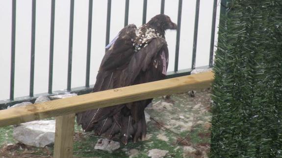 Uno de los ejemplares liberados esta tarde en Picos de Europa.