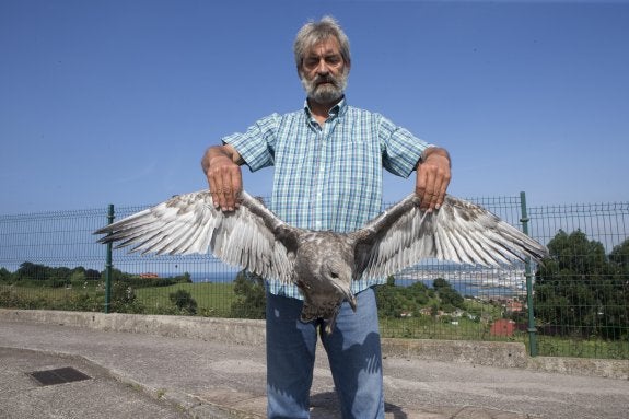 Xuan Fernández sostiene una de las gaviotas recuperadas en su finca. 