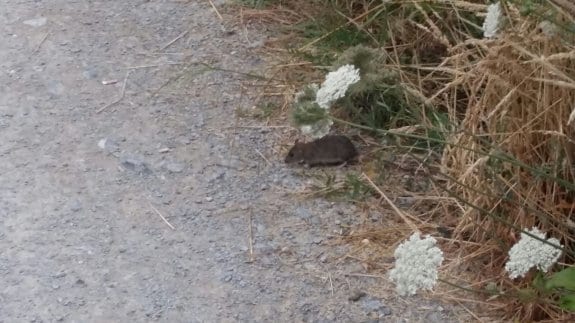 Vecinos de Nuevo Vallobín denuncian una plaga de ratas