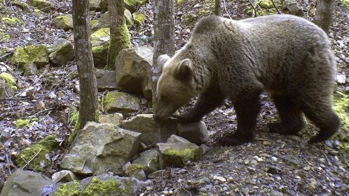 Villarina, localizada en una zona forestal de Somiedo. 