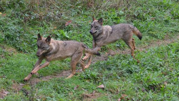 Ejemplares del cercado del lobo de Belmonte. 