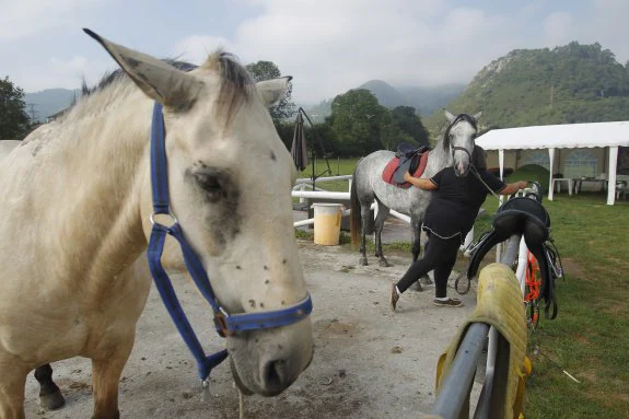 Los caballos, descansando, realizan unos 50 kilómetros al día. 