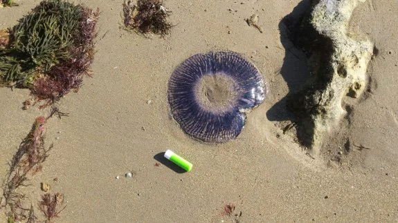 Una de las medusas aparecidas en agosto en Gozón. 
