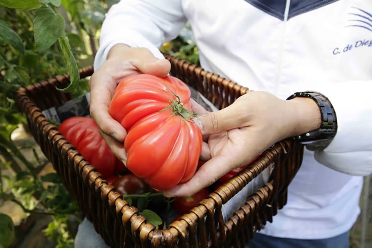 Es momento de tomates