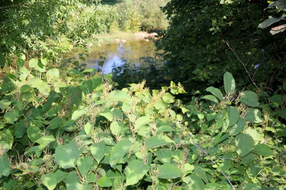 La 'Reynoutria japonica' crece en el Oriente en las riberas de los ríos Sella y Piloña, y también está presente en el Nalón y el Narcea. 