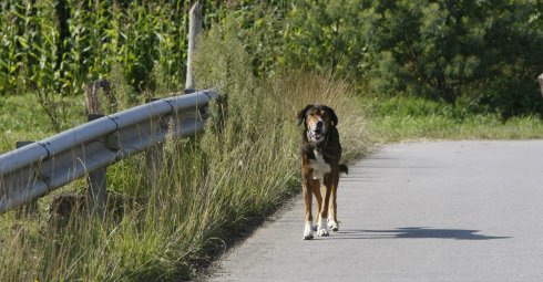 Un perro abandonado, en una carretera comarcal.
