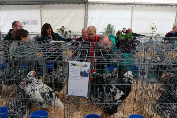 La edil morciniega Rosana Fernández, atenta a las explicaciones de los criadores de pita pinta. 