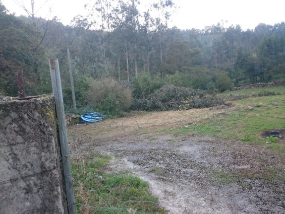 El árbol, caído, en la finca que la familia de Juan Ramón Montequín tiene en Puente Arroes. 