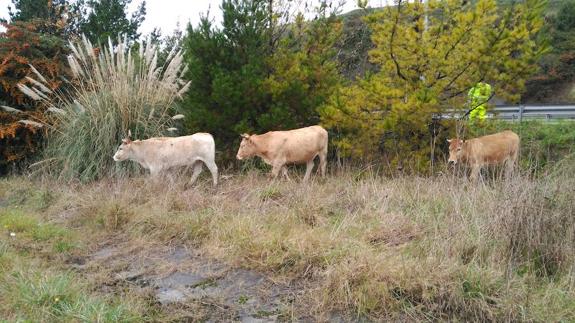 Los animales accedieron a la carretera, por donde caminaban tranquilamente