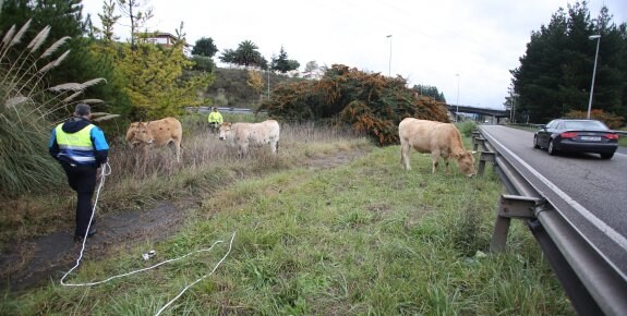Un policía local intenta atar a las vacas en el acceso de la AS-19 a la autovía del Cantábrico. 