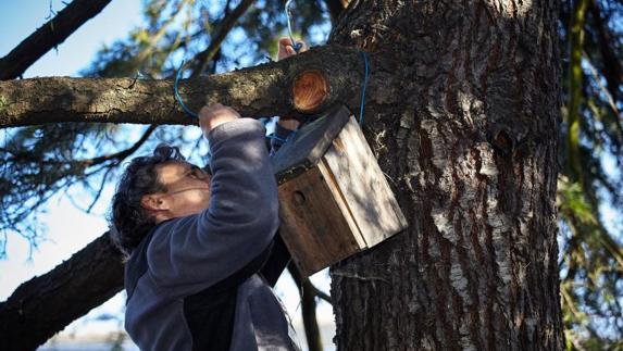 Uno de los voluntarios recoge uno de los nidos instalados.