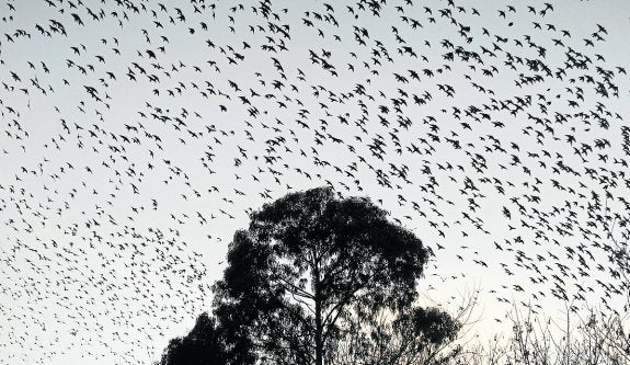 Los árboles se convierten en los dormideros de estas aves. 