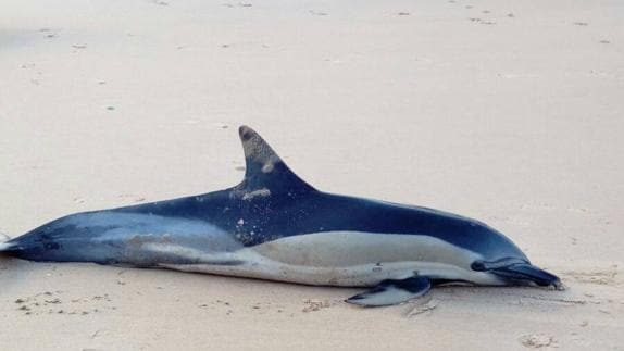 Ejemplar localizado en la playa de Cuevas del Mar. 