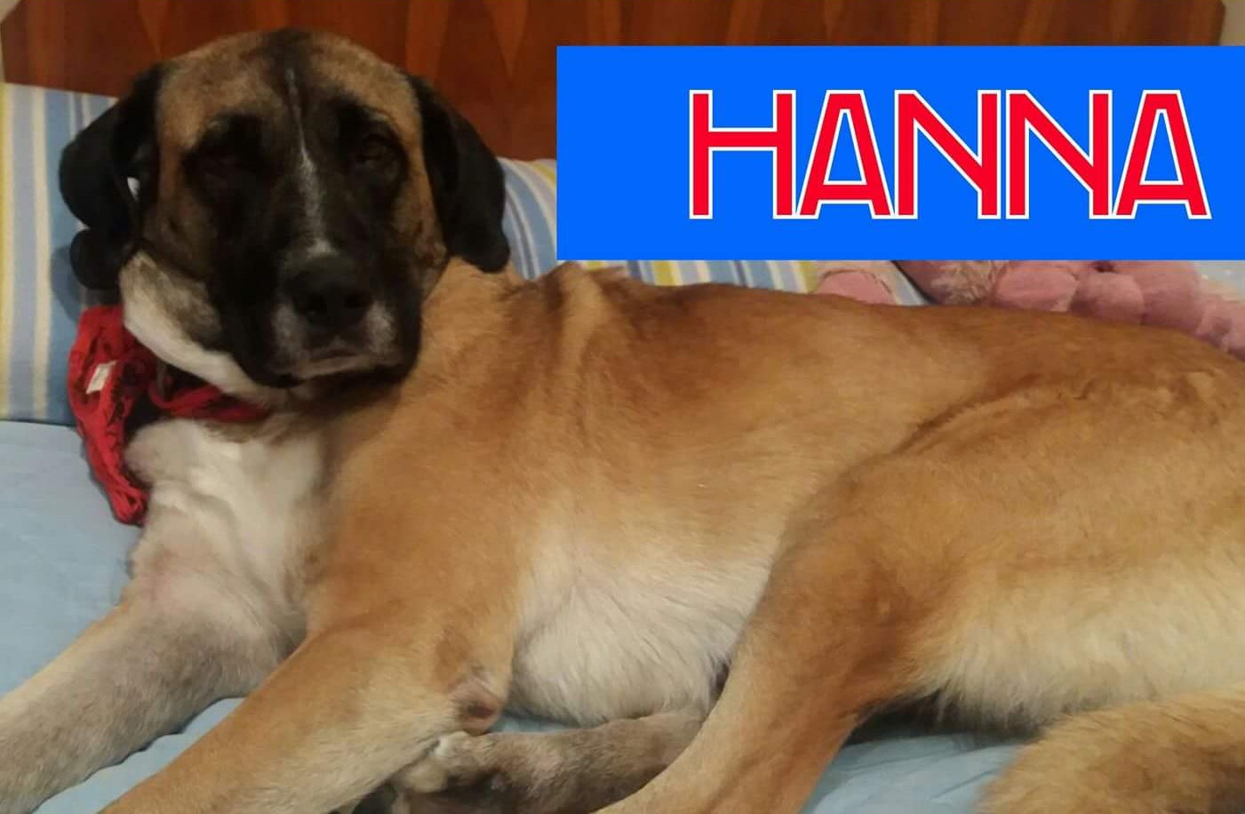 Hanna se ha perdido en Gijón