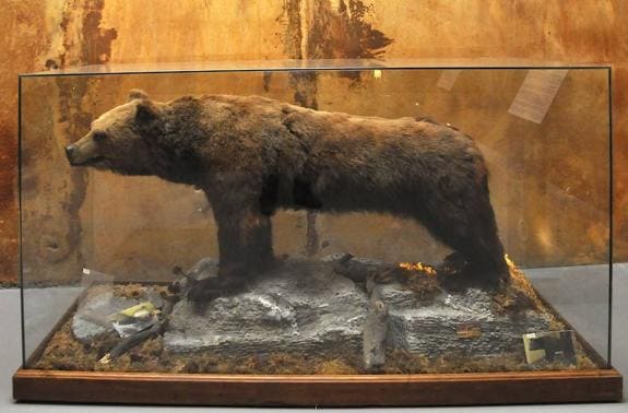 El oso 'Perico', naturalizado en su urna.