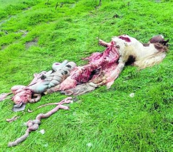Una manada de lobos mata a un poni a doscientos metros de las viviendas en Setienes