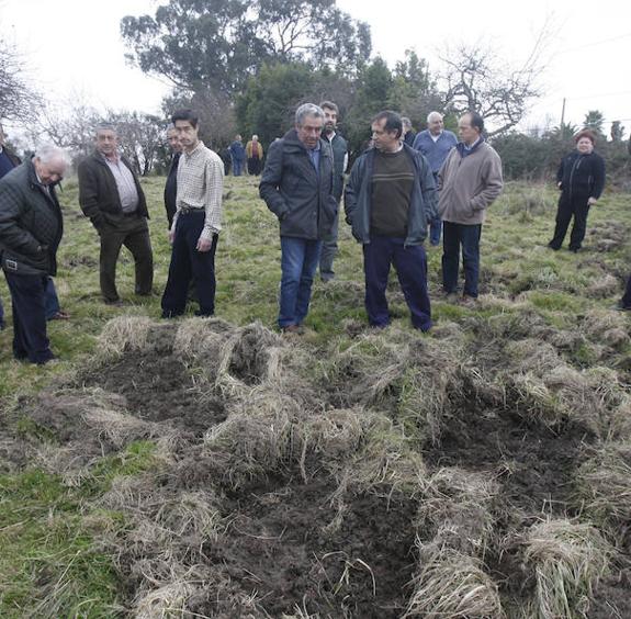 Agricultores y vecinos de Gijón y Villaviciosa enseñan los desperfectos ocasionados por los suidos en El Infanzón. 