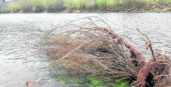 En el río Narcea, la Asociacion de Las Mestas se dedicó ayer a limpiar parte del río. 