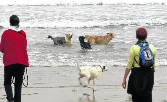 Perros con sus propietarias en la playa de Salinas. 