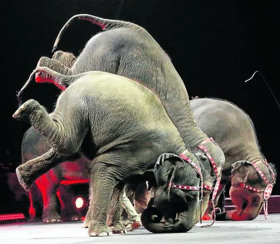 Elefantes haciendo el pino en pleno espectáculo circense. 