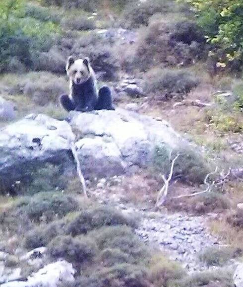 Un oso pardo, en la zona quemada.