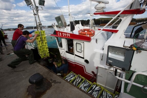 Cajas de xarda de pincho recién desembarcadas en el muelle pesquero por un barco ayer en la rula avilesina.