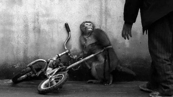 Un mono de un circo chino, aterrorizado al ver a su cuidador.
