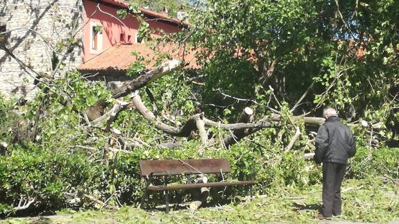 Un árbol caído en el parque de Isabel la Católica a consecuencia del fuerte viento.