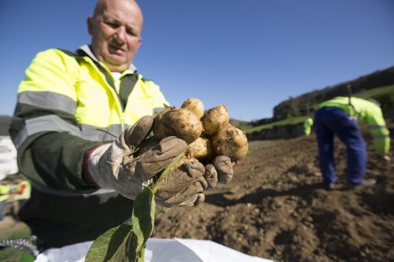 Un técnico de Tragsa muestra varias patatas retiradas durante la jornada de ayer en Vegadeo. 