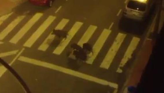Cuatro jabalíes cruzan por un paso de cebra en la calle Marcelino Suárez de La Florida.