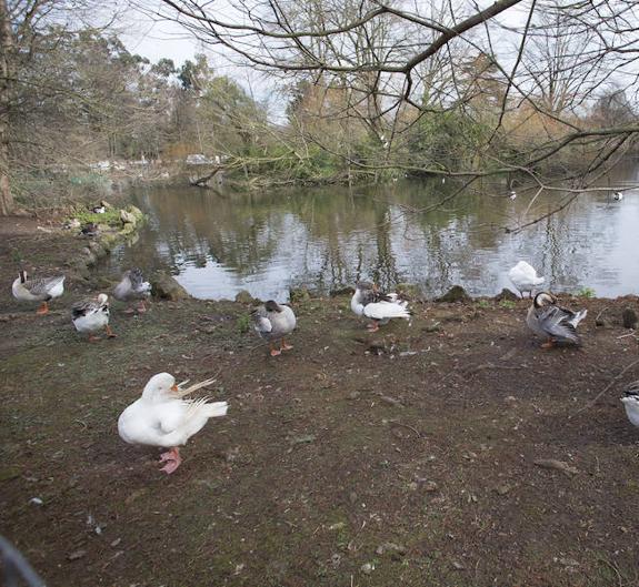 Aves en uno de los estanques de Isabel la Católica. 