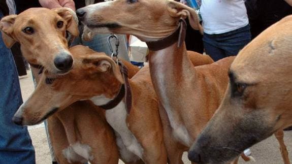 El Senado ratifica el Convenio europeo que prohíbe cortar el rabo a los perros