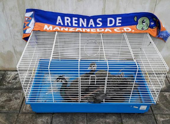 'Arenita' y 'Manzanito' antes de emprender el viaje hacia Oviedo. 