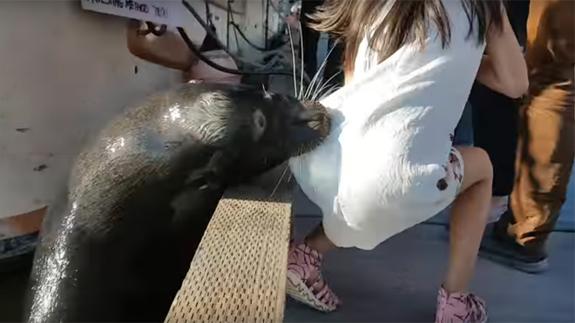 Un león marino tira a una niña al agua en Canadá